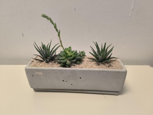 Arranged cacti succulents