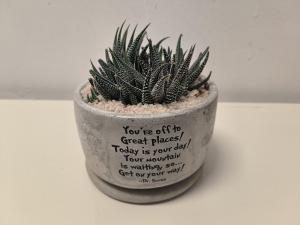 Cacti in cement pot