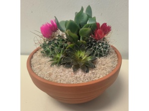 Cacti terracota