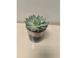 Small glass succulent